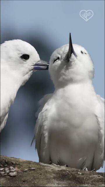 Белые крачки