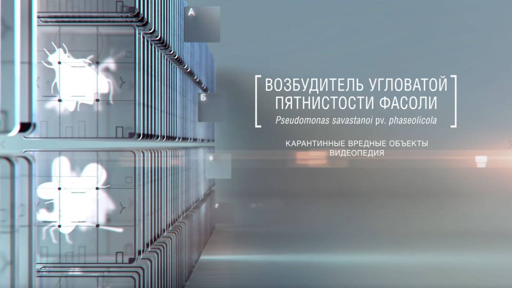 Возбудитель угловатой пятнистости фасоли Pseudomonas savastanoi pv. phaseolicola