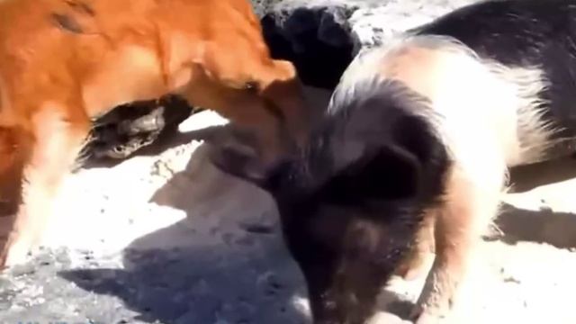 Клуб по интересам🐽