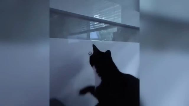Приколы С Животными 122