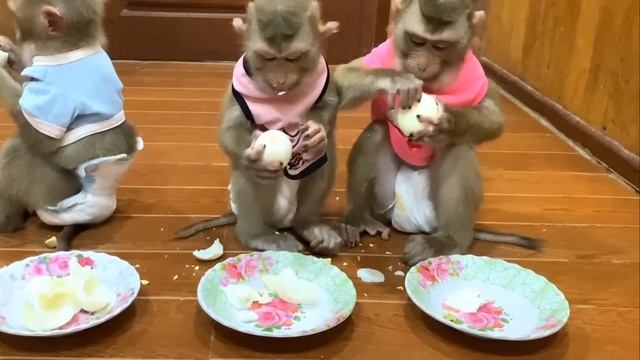 Обезьянки едят яйца Чистить не умеют СНАЧАЛА МЕДИТИРУЮТ