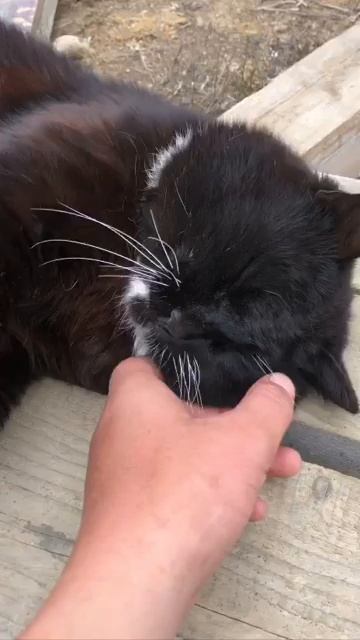 Итурупский кот Гоша