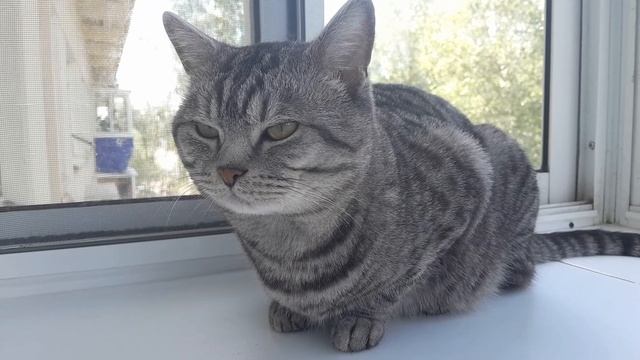 Это мой котик! #кот #милый #в рекомендации #животное