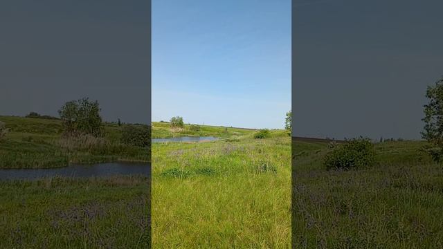видео пруд номер 2 учхозовский рассказ о пруде  карась  окунь  карп есть и раки