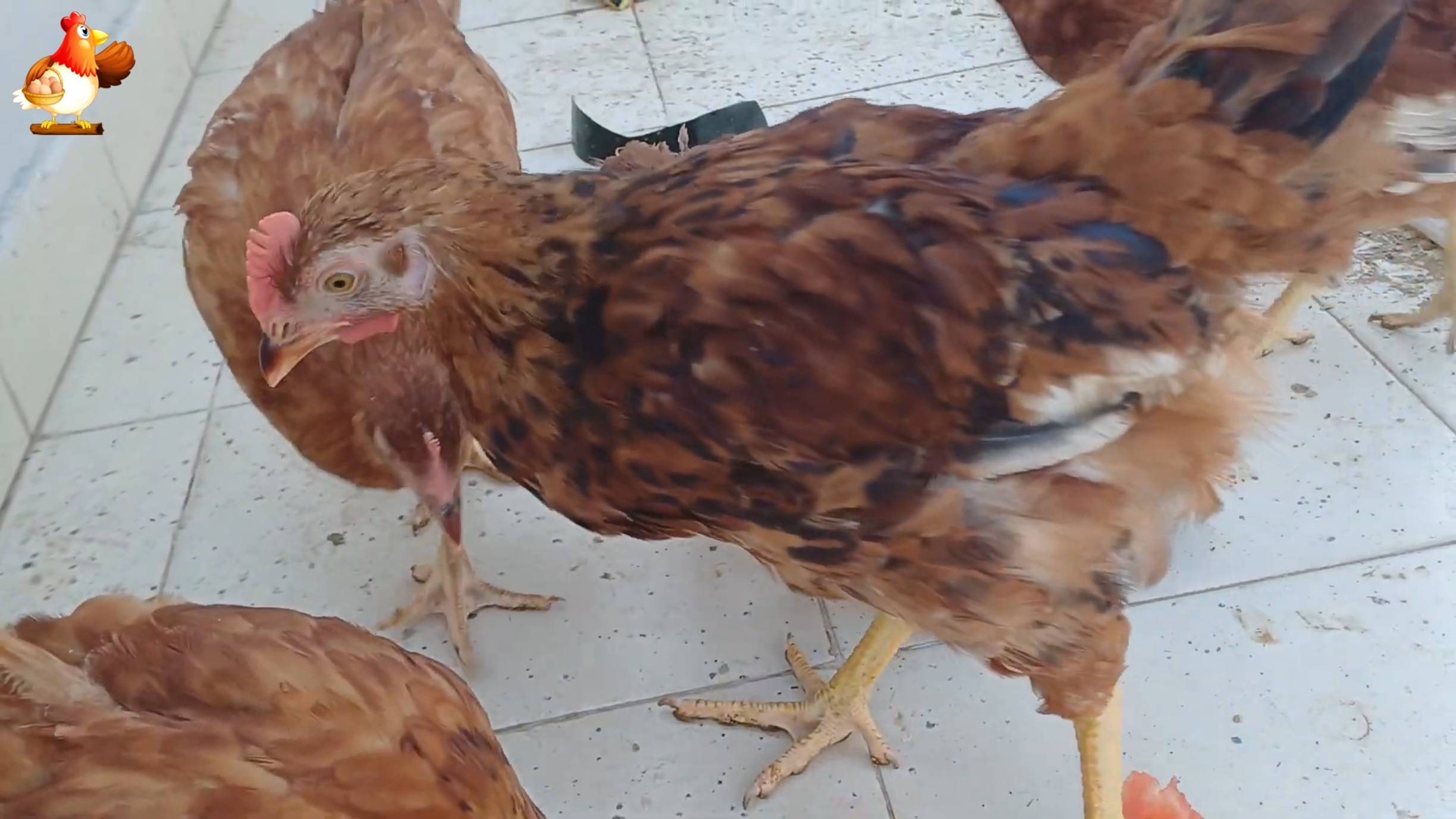 Цыплятам Род Айленд 96-97 дней  ❣️🐤🐥😂
