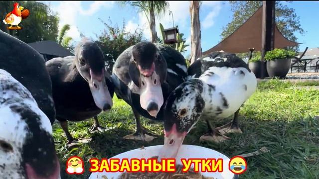 Забавные утки мускусные и пекинские на свободном выгуле ч.(60) ❣️🤗😂