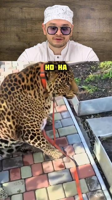 Толстые питомцы тоже страдают!