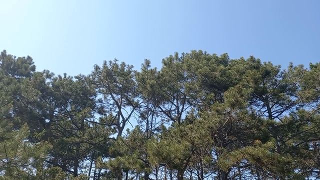 Сегодня прекрасен лес