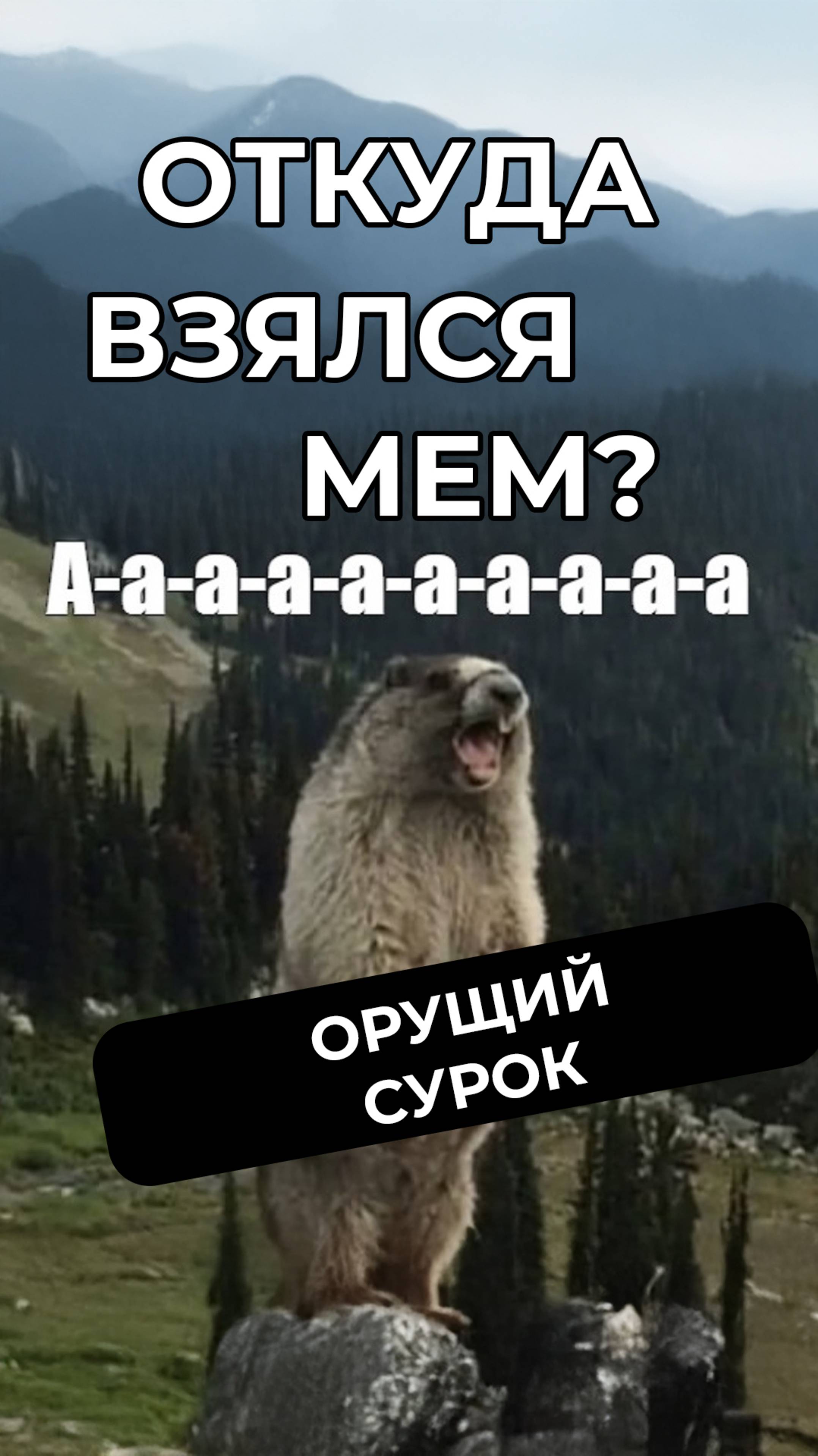 Орущий сурок: как появился популярный символ безнадёги #юмор #мемас #мем #кино #шуточное #новости