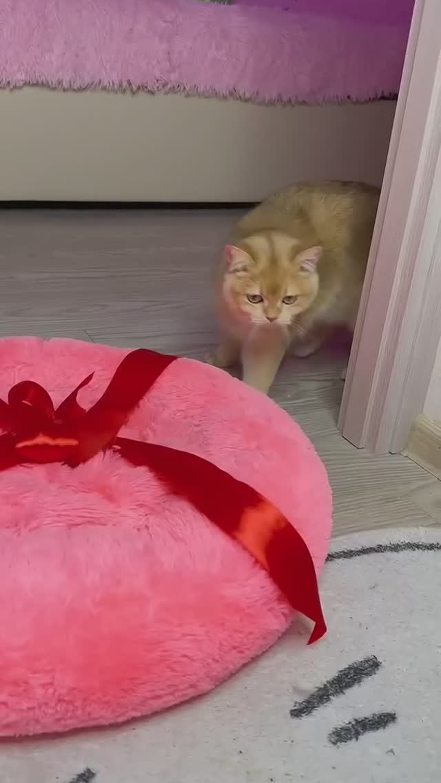 Почему все кошки так делают #кошка (1)