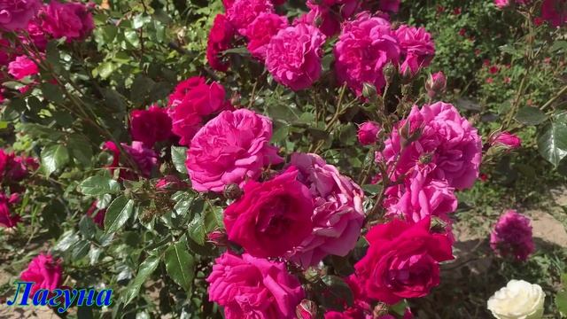 09.06.2025 Розы у дома