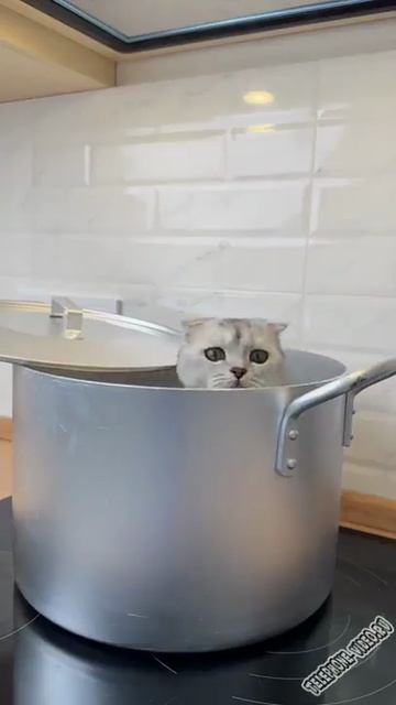 ДОБЫТЬ ЛЮБОЙ ЦЕНОЙ