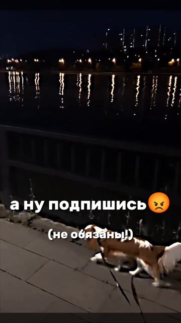 подпишитесь 💕🐾