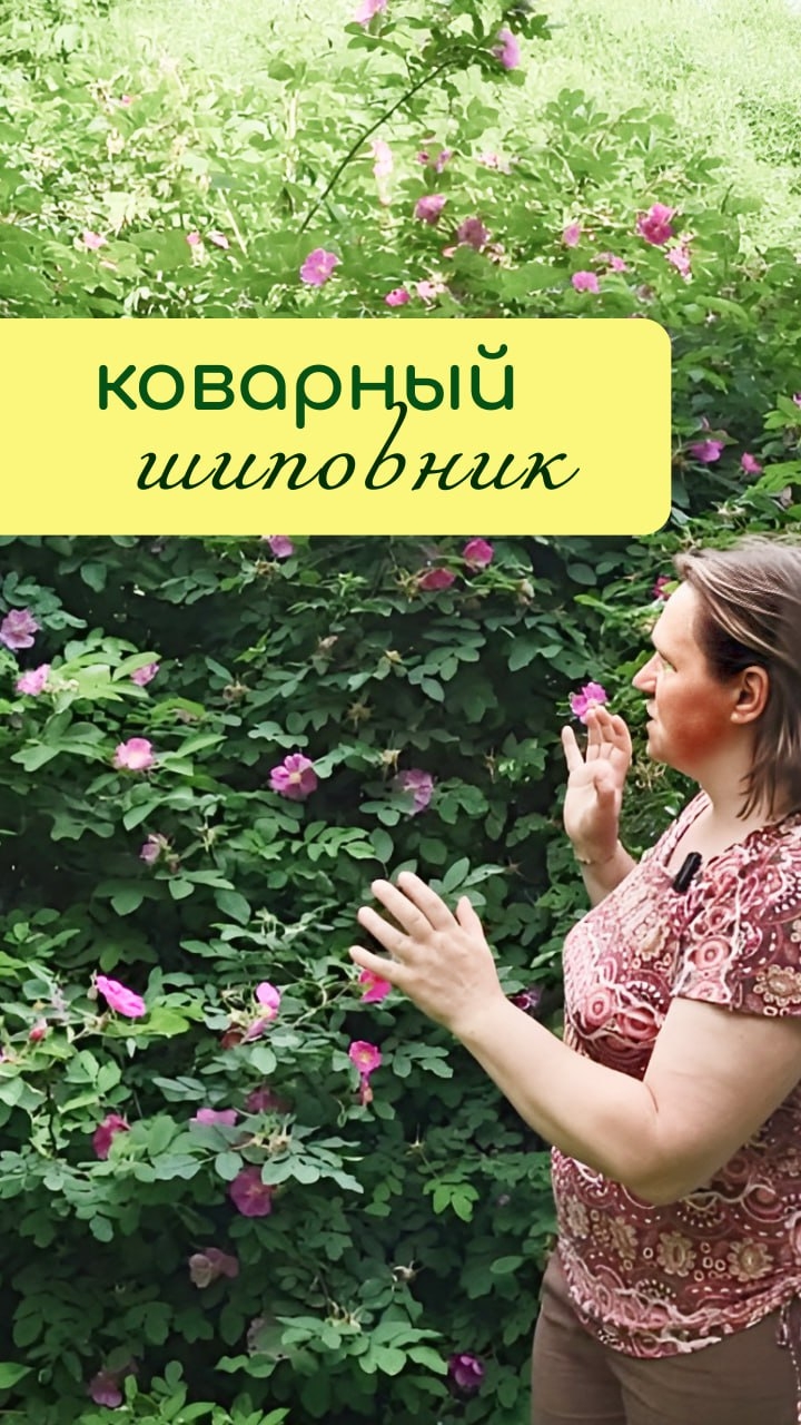 Коварный ШИПОВНИК