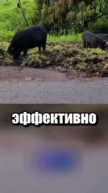 i11ushenka (26)