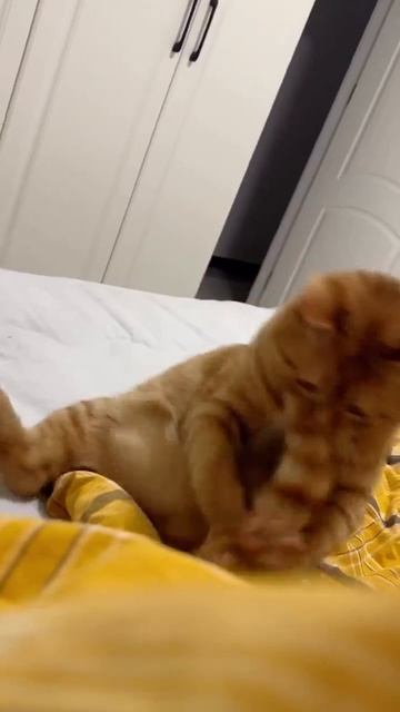 Классика рыжих котов 🤩