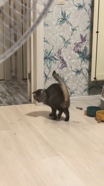 Котики