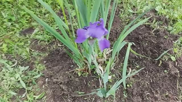 Наша дача конец мая - начало июня 25г