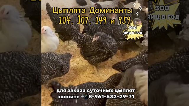 Цыплята Доминанты