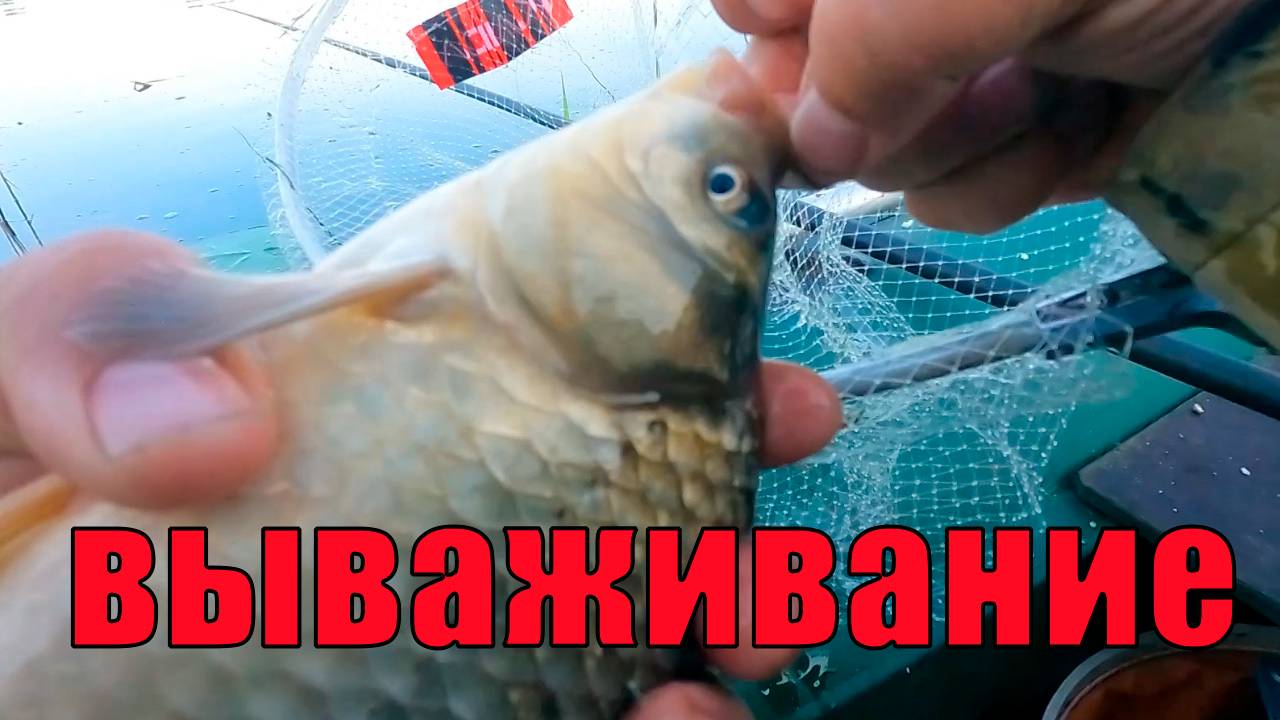 Вываживание карася
