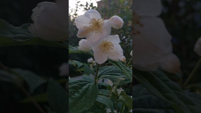YouCut_20250609_225635598.mp4