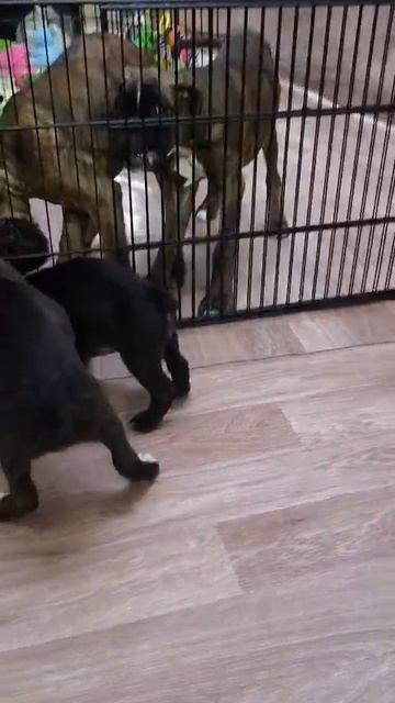 Моя любимая собака 🐶🐕