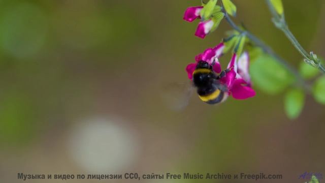 Почему мудрецы медитируют под эти звуки Истина здесь! - Music -- A. Cooper -- A.