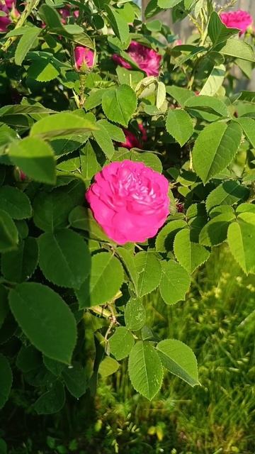 На подиуме сегодня парковая 🌹 первая волна цветения начало июня