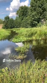 Река. Живая природа. Красота. Лето. Сочно, зелено. #люблюприроду