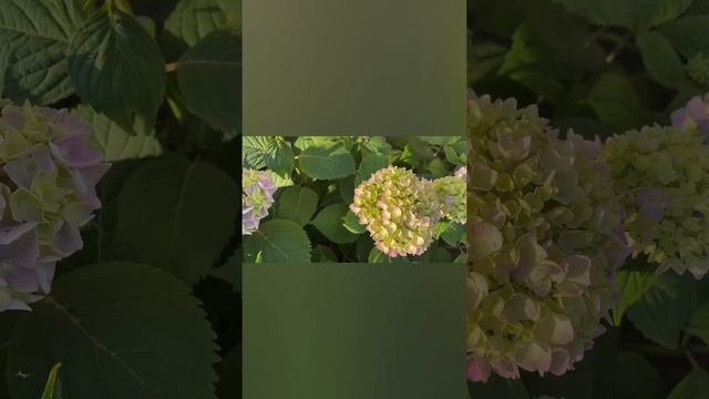 07.06.2025Г. ПРОСТО ЧУДО! ШИКАРНОЕ ЦВЕТЕНИЕ ГОРТЕНЗИЙ♥️