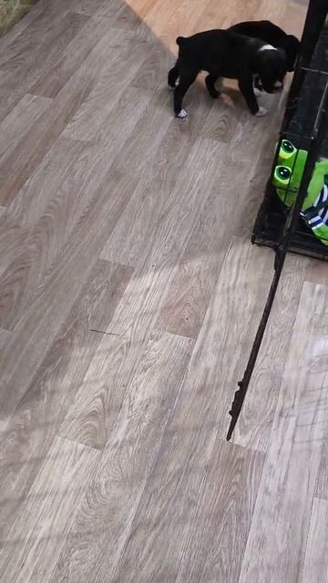 Моя любовь маленькая собака