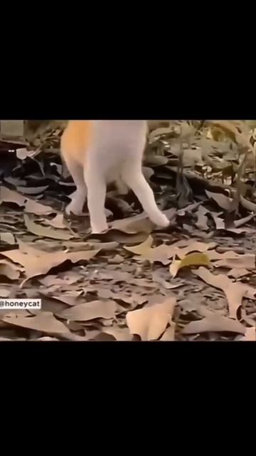 невероятная реакция котов
