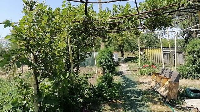 Дачный влог/ Змеи на участке / Клубничное варенье и компот / Капельный полив своими руками