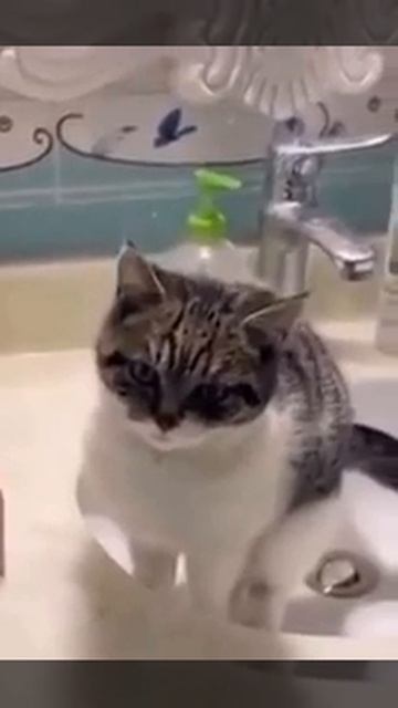 Сальто-котальто