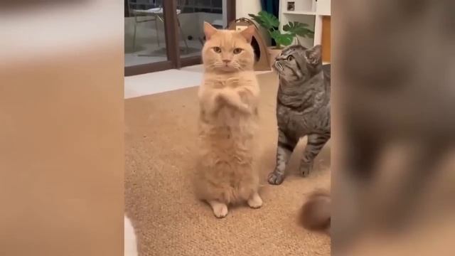 Приколы С Животными 127