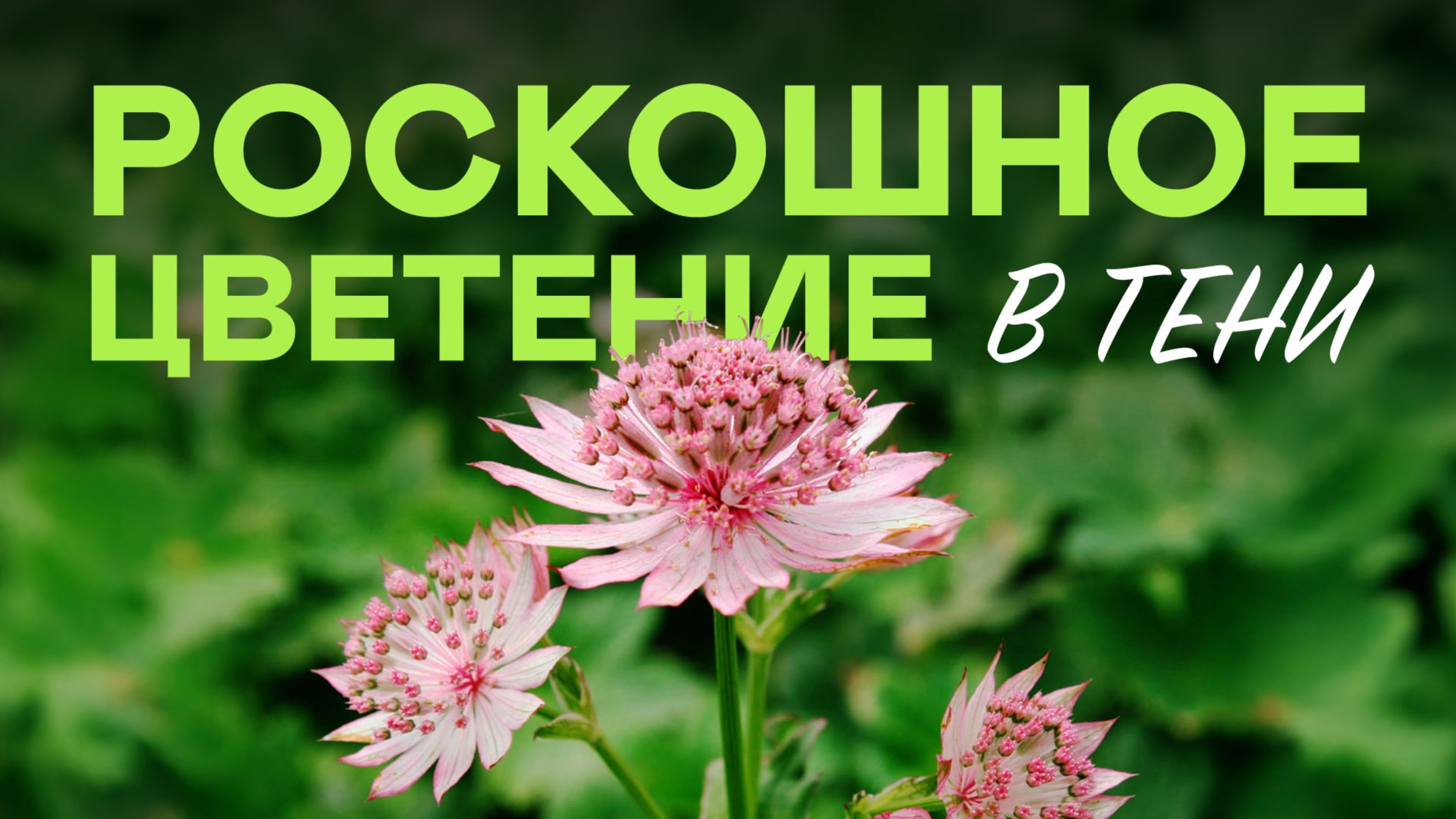Топ 23 тенелюбивых многолетников для самых тёмных уголков