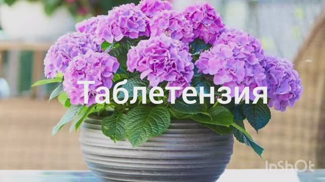 Таблетензия 🌺🌿❤️