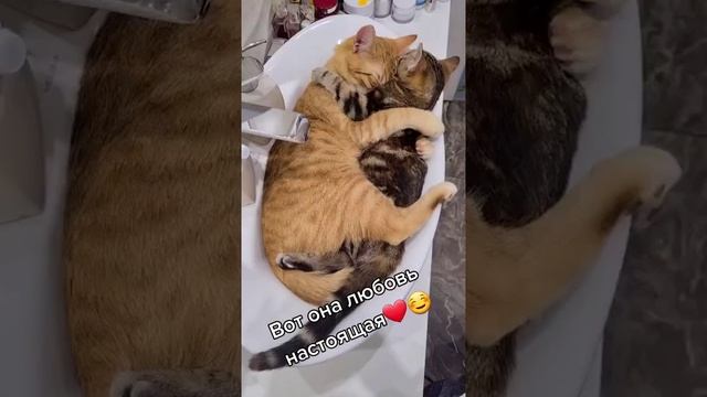 Наш TG https://t.me/liveofcats