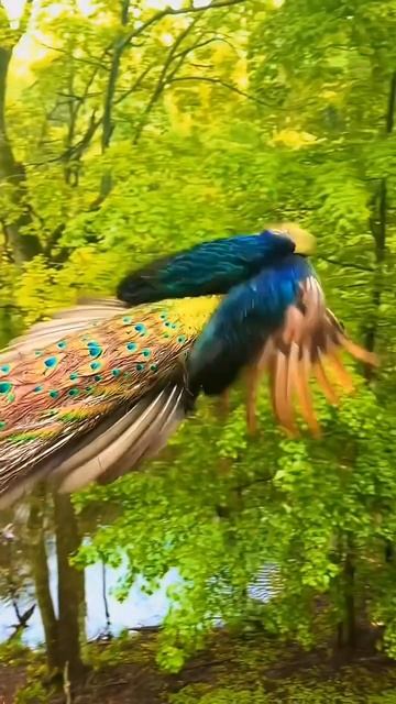 1000102982.mp4
