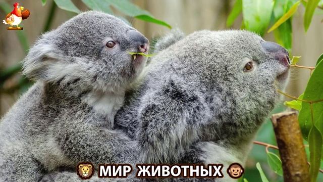 Животный мир планеты – красота и грация созданий Природы 🦁🦚🐵 Выпуск (104) 🐻🦉🦝
