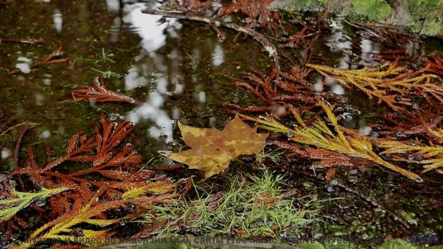 Кадры природы, обработанные квантовым компьютером! - Meditation On Love -- Kirk Osamayo -- Season Tw