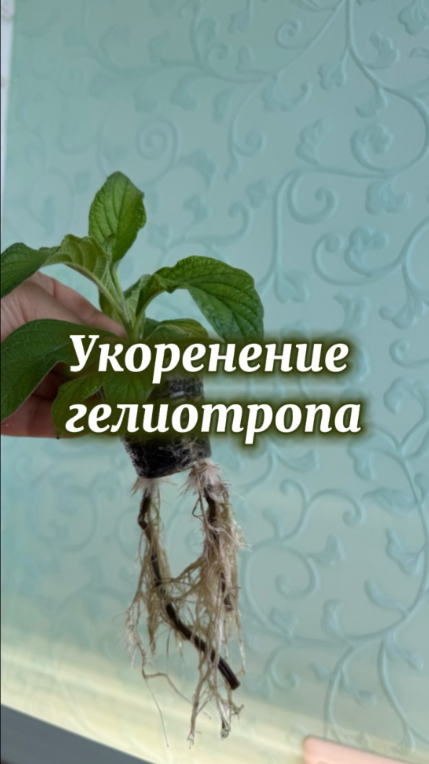 Гелиотроп, укоренение
