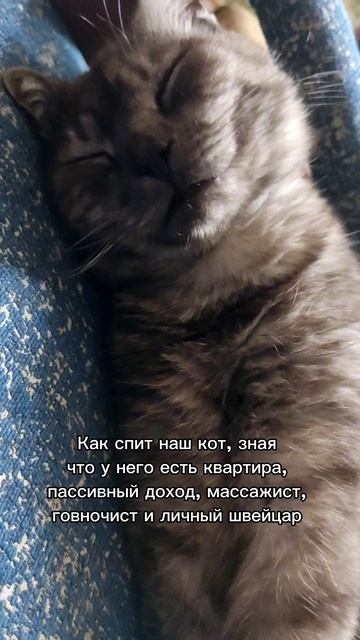 котики