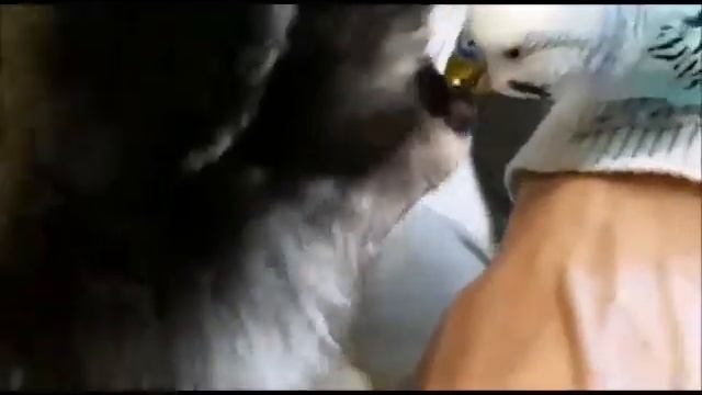 Щенок померанского шпица Гаврюша знакомится с попугаем