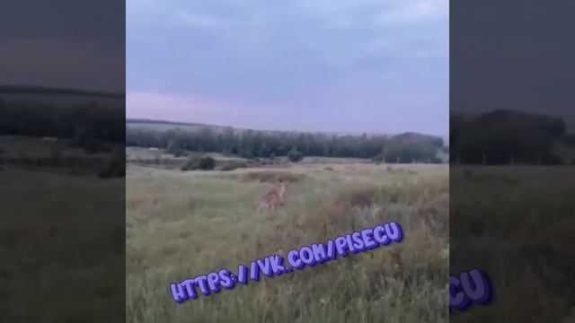 В степях Ростовской области обнаружили кенгуру — сумчатый по кличке Сидней сбежал из зоопарка и с...