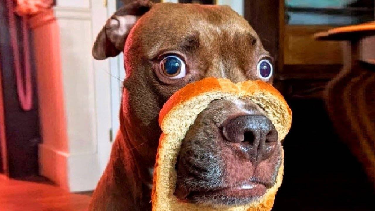 ПРИКОЛЫ С ЖИВОТНЫМИ ДО СЛЕЗ  СМЕШНЫЕ КОТЫ ЛУЧШИЕ ПРИКОЛЫ С КОТАМИ, СОБАКАМИ, КОТИКИ, СОБАЧКИ