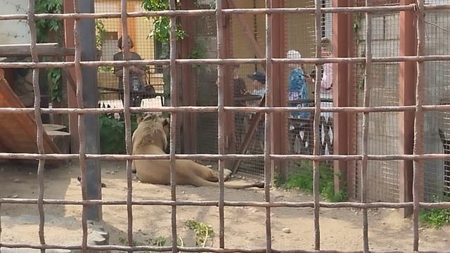 Шерхан отдыхает после" соревнования".Минск 4 июня.