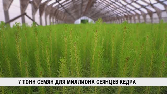 7 тонн семян для миллиона сеянцев кедра готовят в Хабаровске