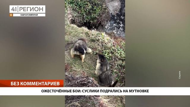 ОЖЕСТОЧЁННЫЕ БОИ: СУСЛИКИ ПОДРАЛИСЬ НА МУТНОВКЕ• БЕЗ КОММЕНТАРИЕВ