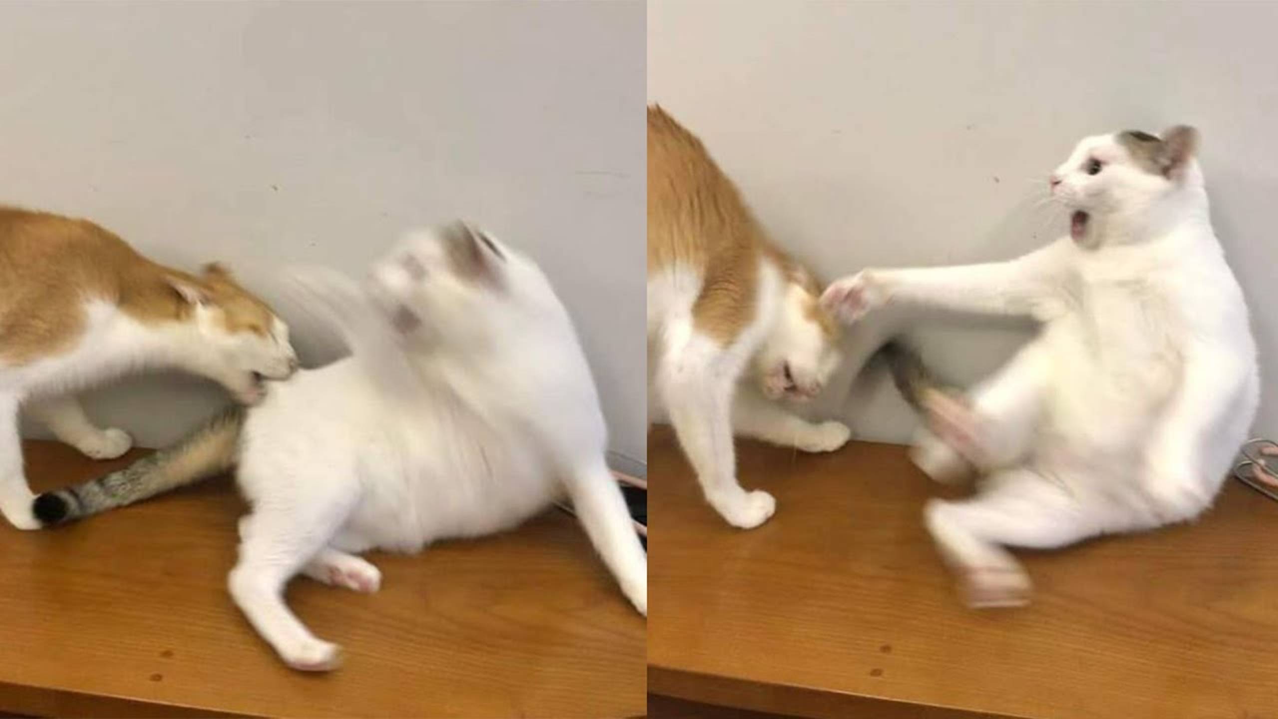 Приколы с котами! Смешные коты - Самые смешные животные С ОЗВУЧКОЙ! Ржака!!